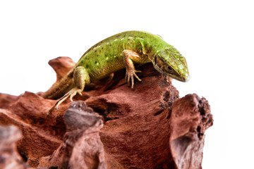 Green lizard lacerta viridis relaxes on a piece of wood