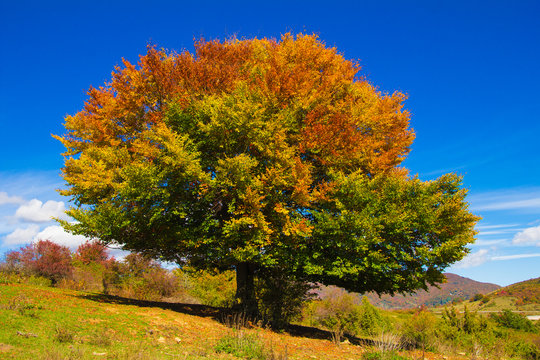 Foto di un faggio gigante in veste autunnale
