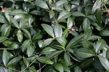 Green leaves.Background.