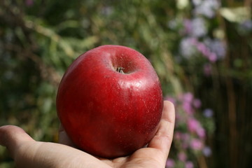 Gifts of autumn.Apple on a hand