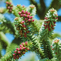 Spanish Fir