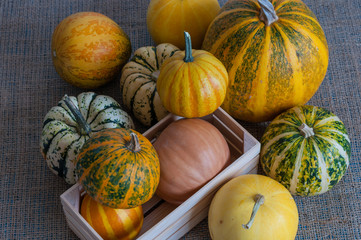 Many of mini pumpkin in wooden crate on white background