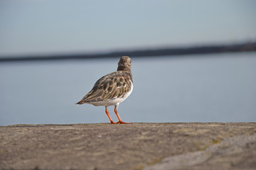 Arenaria interpres in Hondarribia