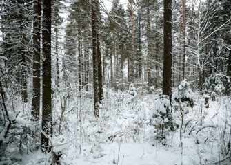 Fototapeta premium Winter