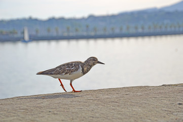 Arenaria interpres in Hondarribia