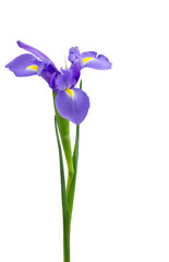 Iris hollandais violet isolé sur blanc