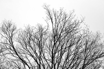 Fototapeta na wymiar Branches of tree in the park.