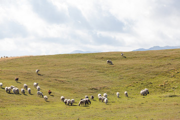 Fototapeta premium flock of sheep on green grass