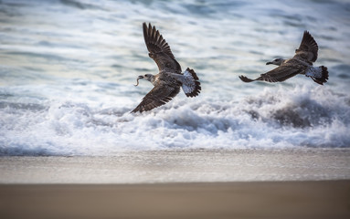 Flying seagull over the blue sea