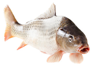 Common carp fish isolated on white background