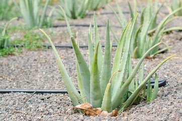 Obraz premium Aloe vera field