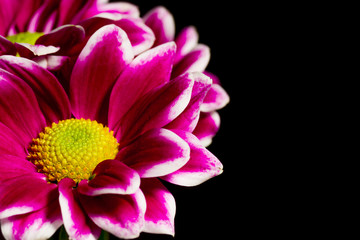 Хризантема на чёрном фоне