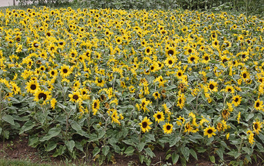 Tournesol Paris