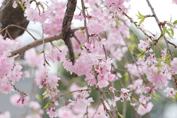 Pink Sakura flower or cherry blossoms.