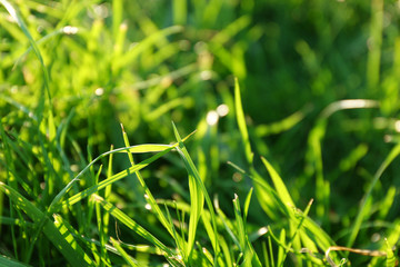 Green grass background