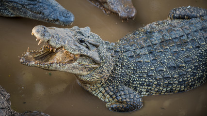 coccodrillo