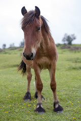 Obraz premium Zamknij się brązowy koń na łące z żółtymi kwiatami
