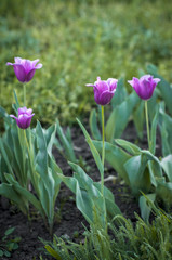 Purple tulips