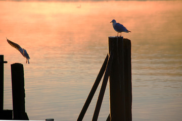 Möwen am frühen Morgen am See, Morgennebel