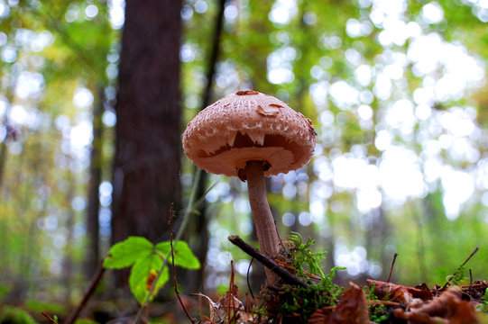 Pilz, Herbst  im Wald