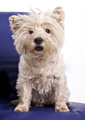 West Highland White Terrier su poltrona blu