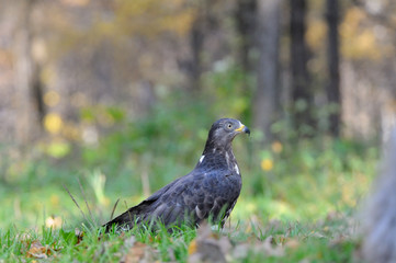 Fototapeta premium Honey Buzzard near autumn forest