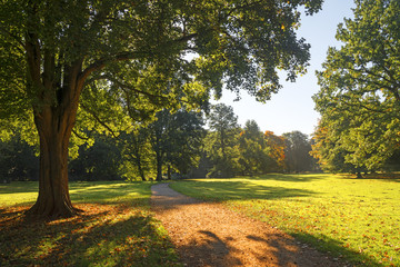 path through the autumnal park in golden light