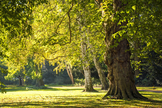 Fototapeta large old trees in the park in the golden light of autumn