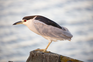 Obraz premium Black-crowned Night Heron (Nycticorax nycticorax) foraging. Alviso Marina County Park, Santa Clara County, California, USA.