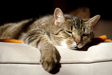 Sleepy tabby cat lying on sofa with orange blanket