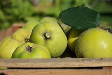 quitten in holzkiste I