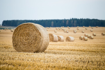 Fototapeta premium Hay bales on the field after harvest