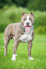 American staffordshire terrier dog in summer