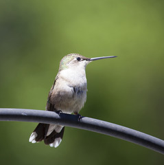 Resting hummingbird