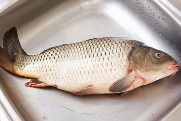 Freshly caught fish carp in the sink