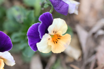 Mix color pansy flower.