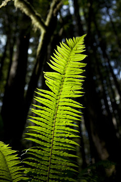 Backlit Fern In Forest