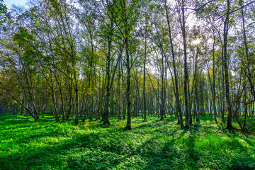 Obraz premium Birch Grove in Autumn Season