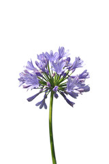 Schmucklilie (Agapanthus africanus)