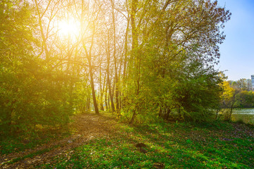 Autumn Park With Trees and Pathway