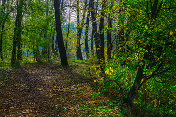 Autumn Nature with Trees Among Fallen Leaves