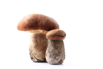 Boletus a mushroom fresh couple isolated on white background