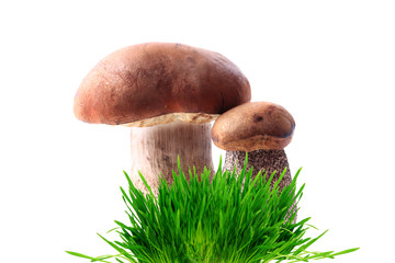 Boletus a mushroom couple grass isolated on white background