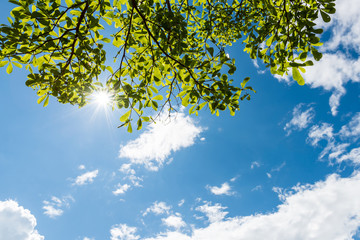 Green leaves against blue sky
