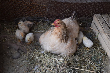 Chicken mother with chickens