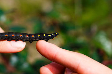 Black caterpillar with red spots in Japan
