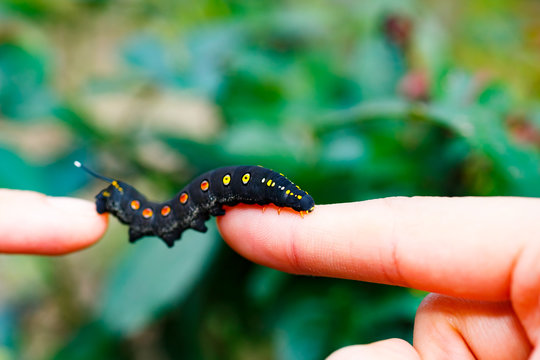 Black caterpillar&nbsp;with red spots in Japan
