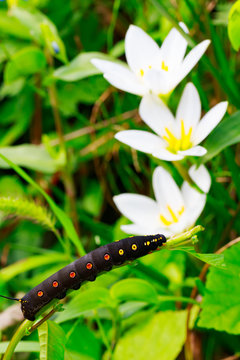 Black caterpillar&nbsp;with red spots in Japan
