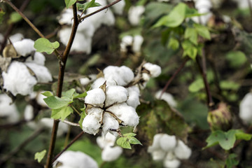 Cotton bolls on plants in field prior to harvest