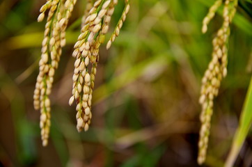 稲穂